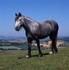 Picture of Dales pony mare walking on hilltop