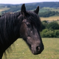 Picture of Dales pony portrait
