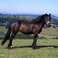 Picture of dales pony side view