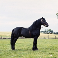 Picture of Dales pony stallion full body 