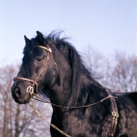Picture of dales pony stallion