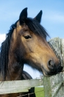 Picture of dales pony towards camera