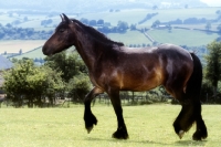 Picture of dales pony walking in the countryside