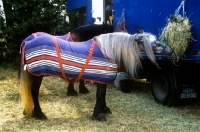 Picture of dales pony wearing a day sheet eating from a haynet