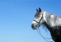 Picture of dales pony with blue sky