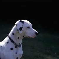 Picture of dalmatian at pets at rest, head portrait