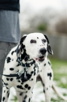 Picture of Dalmatian barking