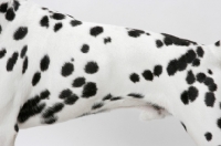 Picture of Dalmatian coat detail