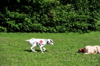 Picture of Dalmatian coming to the rescue