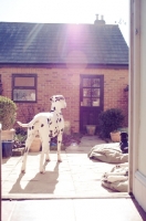 Picture of Dalmatian dog alert in back garden.