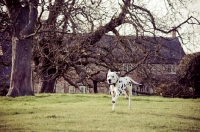 Picture of Dalmatian dog running in a field