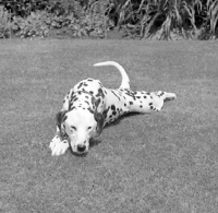 Picture of dalmatian dozing on grass