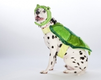 Picture of Dalmatian dressed up