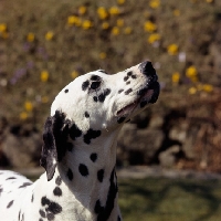 Picture of dalmatian head portrait