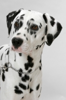 Picture of Dalmatian, head study on white background