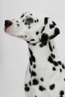 Picture of Dalmatian, head study on white background