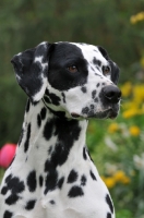 Picture of Dalmatian head study