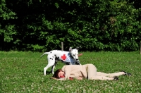 Picture of Dalmatian helping woman