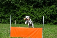 Picture of Dalmatian jumping with dumbbell