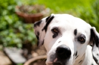 Picture of Dalmatian looking at camera, in garden