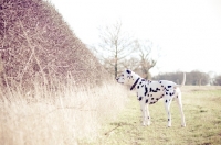 Picture of Dalmatian looking into hedge area.