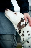 Picture of Dalmatian looking up at owner
