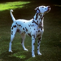 Picture of dalmatian looking up