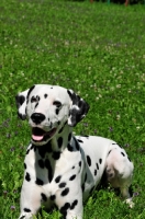 Picture of Dalmatian lying down in grass
