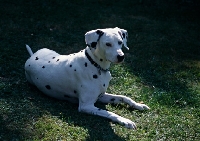 Picture of dalmatian lying on grass