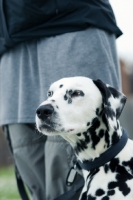 Picture of Dalmatian near person