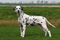 Picture of Dalmatian on grass