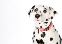 Picture of dalmatian on white background