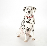 Picture of dalmatian on white background