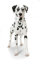 Picture of Dalmatian on white background