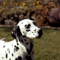 Picture of dalmatian, portrait, in garden