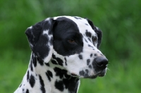 Picture of Dalmatian portrait