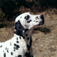 Picture of dalmatian, portrait