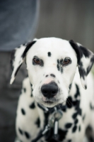 Picture of Dalmatian portrait