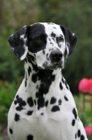 Picture of Dalmatian portrait