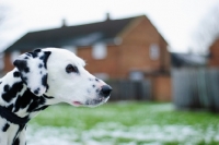 Picture of Dalmatian profile