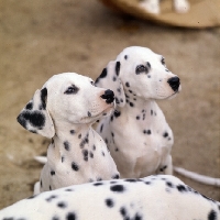 Picture of dalmatian puppies head shot