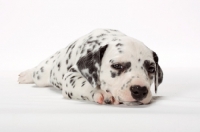 Picture of Dalmatian puppy lying down