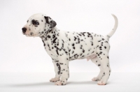 Picture of Dalmatian puppy on white background