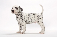 Picture of Dalmatian puppy standing on white background