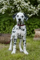 Picture of Dalmatian puppy