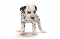 Picture of Dalmatian puppy