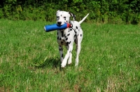 Picture of Dalmatian retrieving