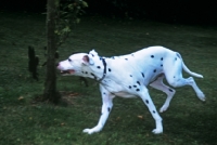 Picture of dalmatian running hind legs in air