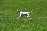 Picture of Dalmatian running in field