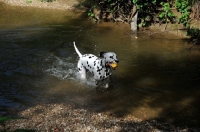 Picture of Dalmatian running in river with ball